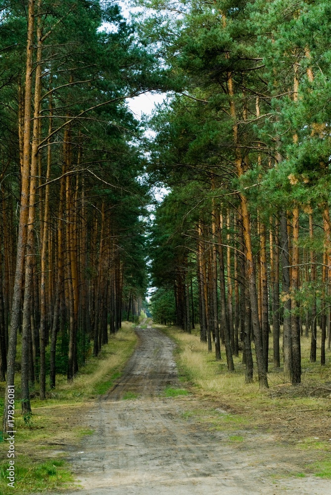 Fototapeta premium road in deep forest