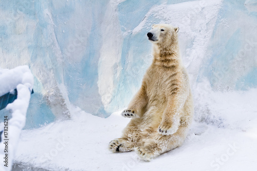 Young polar bear sitting. Sunny day