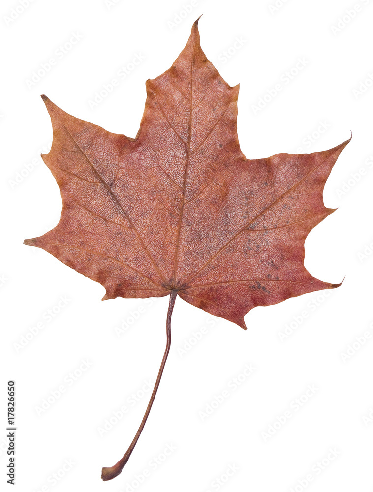 Obraz premium Autumn leaf