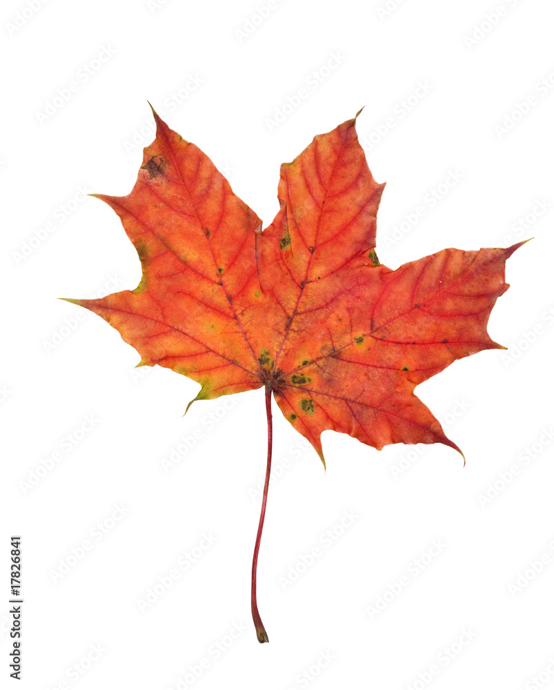 Obraz premium Autumn leaf
