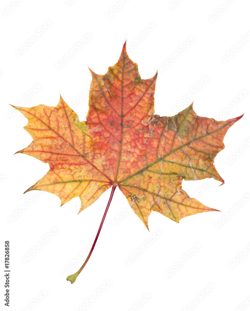 Autumn leaf Autumn leaf
