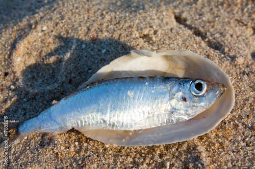 Fish in a cockleshell