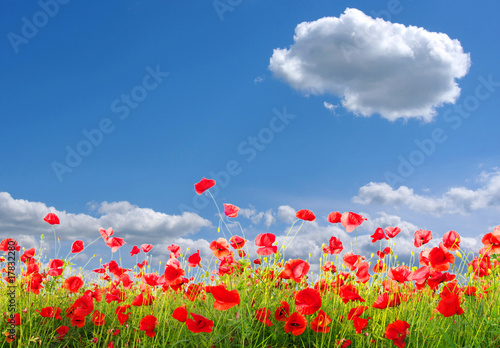 red poppies © Alekss