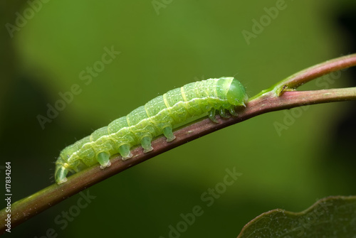 noctuid caterpillar