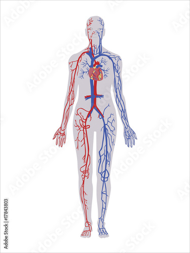 circulatory system
