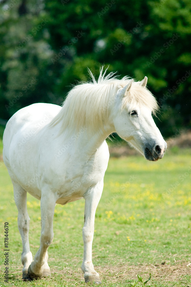 cavallo bianco cavallo bianco