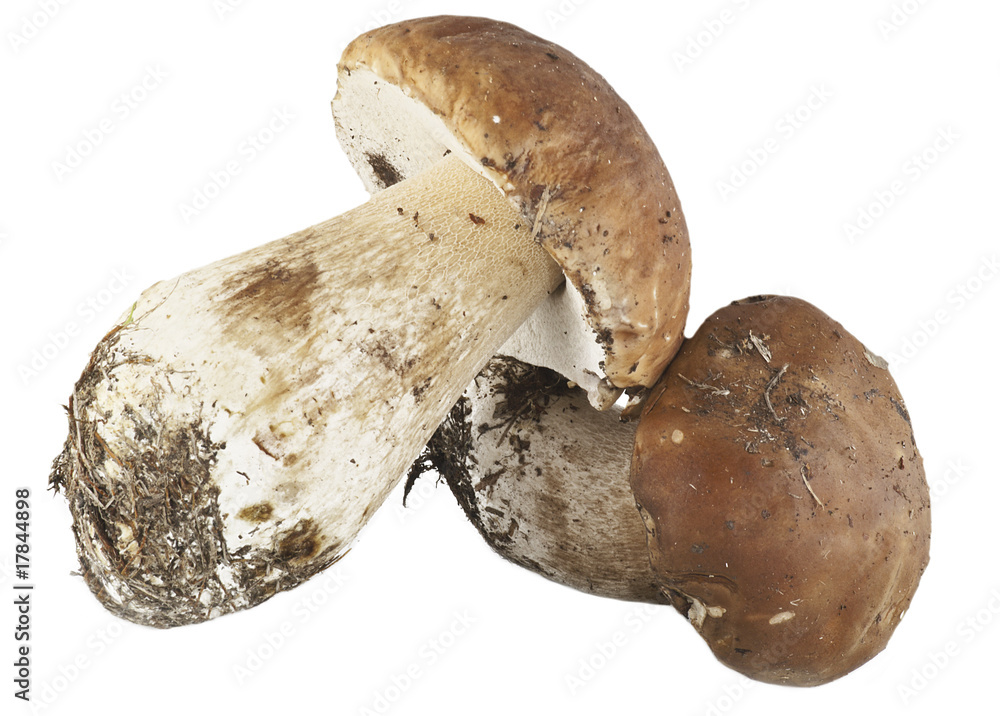 Porcini 2 10 09 Porcini 2 10 09