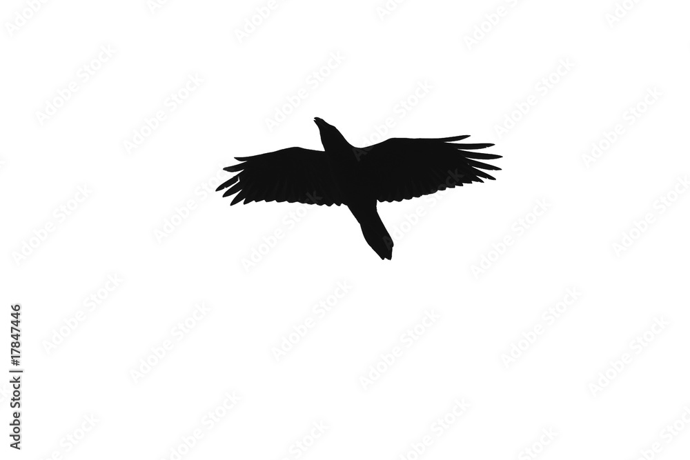 crow crow