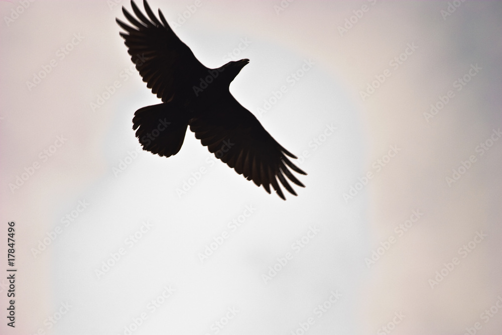 Fototapeta premium crow