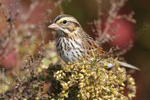 Savannah Sparrow in Autumn