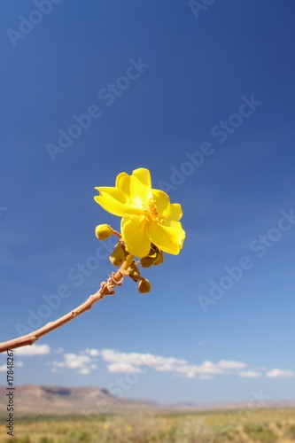 Yellow Flower in outback Australia photo