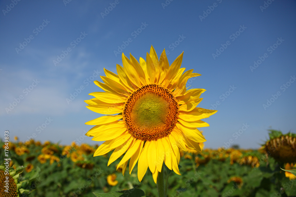 Sunflower, the big beautiful flower. An agricultural crop. Sunflower, the big beautiful flower. An agricultural crop.