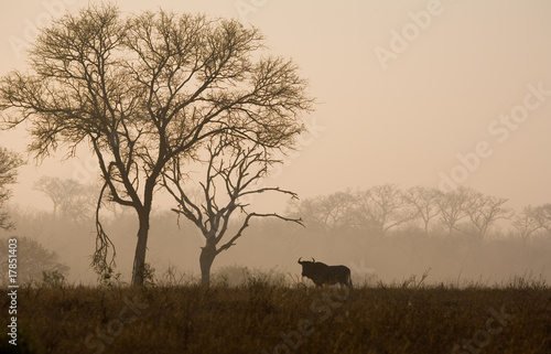 Wildebeest in the Mist at Dawn in South Africa