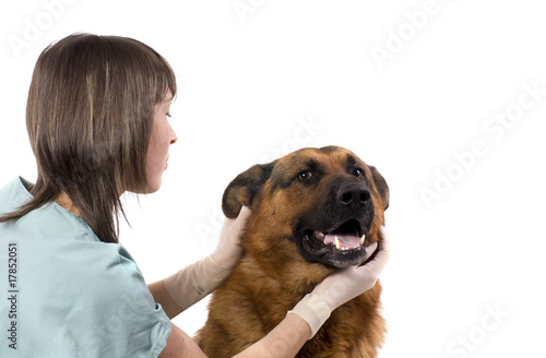vétérinaire qui osculte un chien