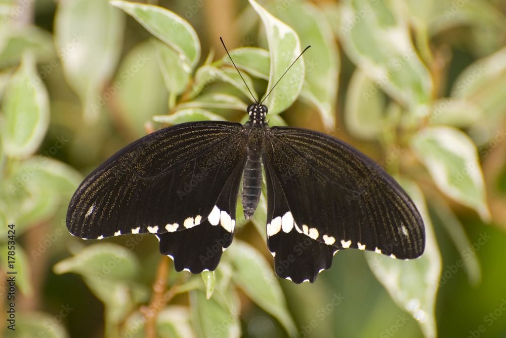 Fototapeta premium Papilio memnon