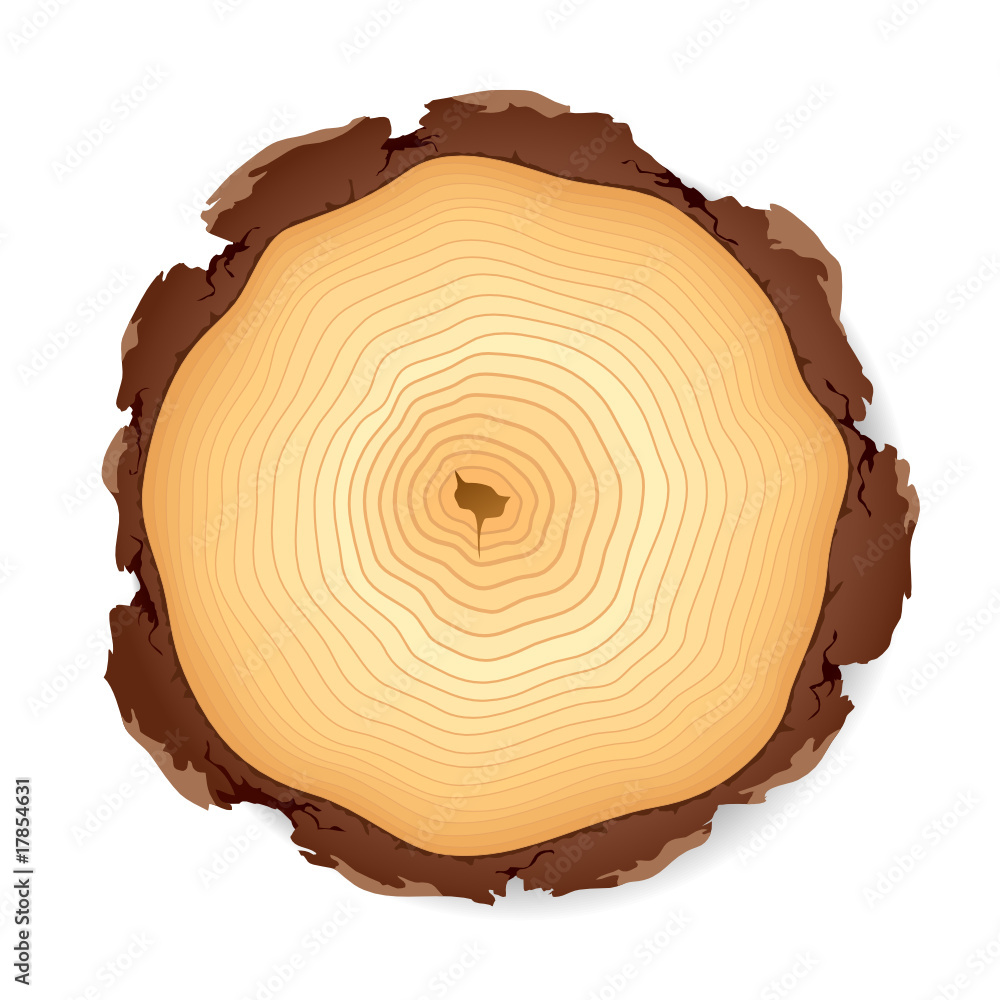 Wooden cross section. Vector illustration. Wooden cross section. Vector illustration.