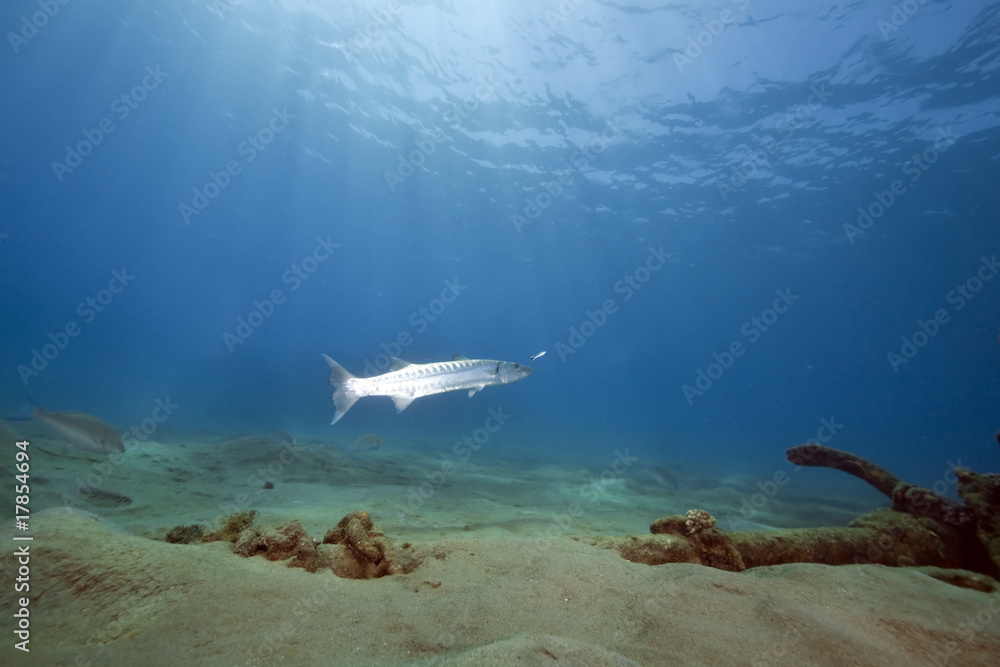 Fototapeta premium ocean, sun and great barracuda
