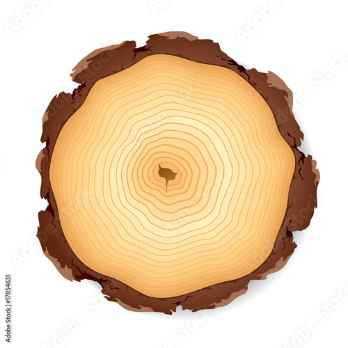 Wooden cross section. Vector illustration.