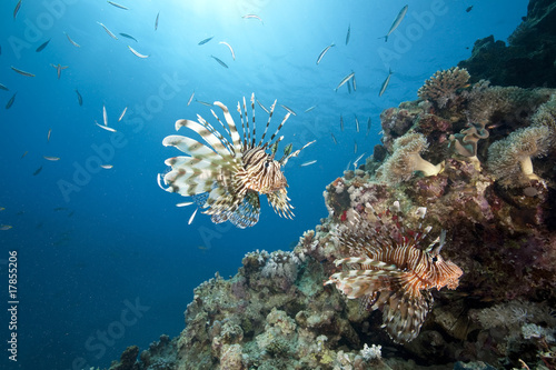 Fototapeta Naklejka Na Ścianę i Meble -  ocean, sun and lionfish