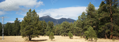 A View of the San Francisco Peaks Through the Pines photo