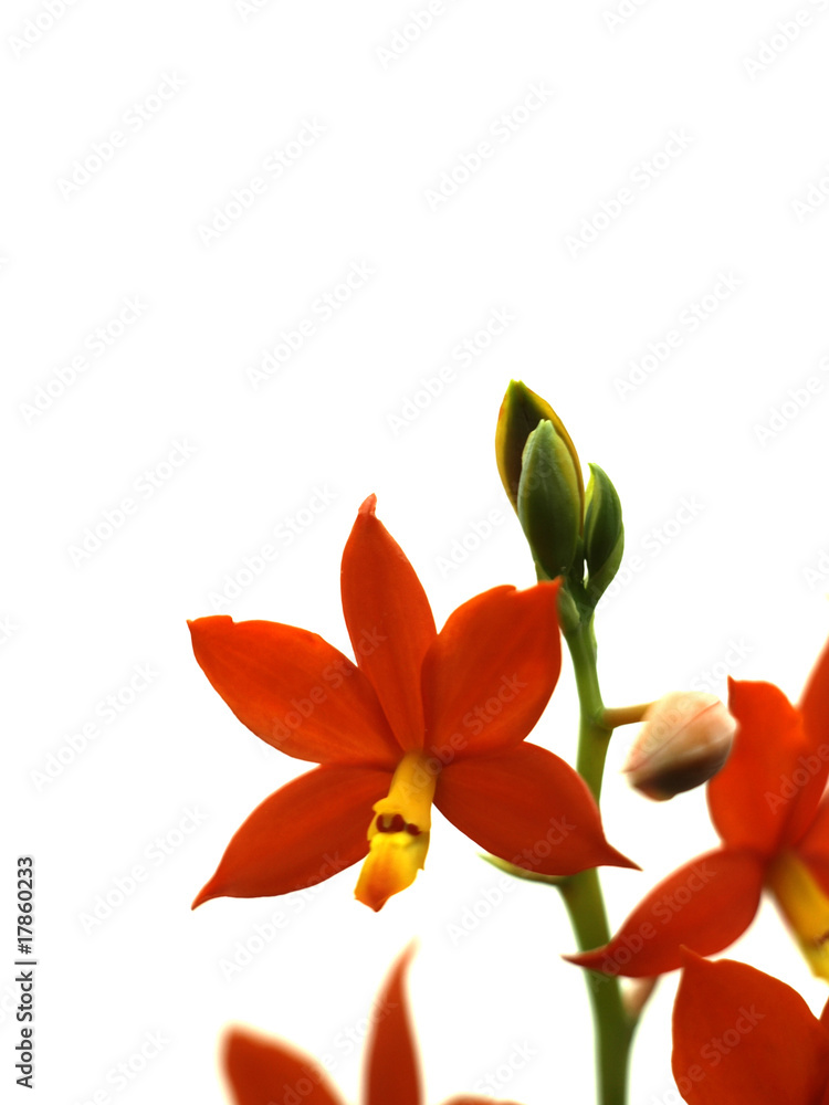 Fototapeta premium Red Flowers