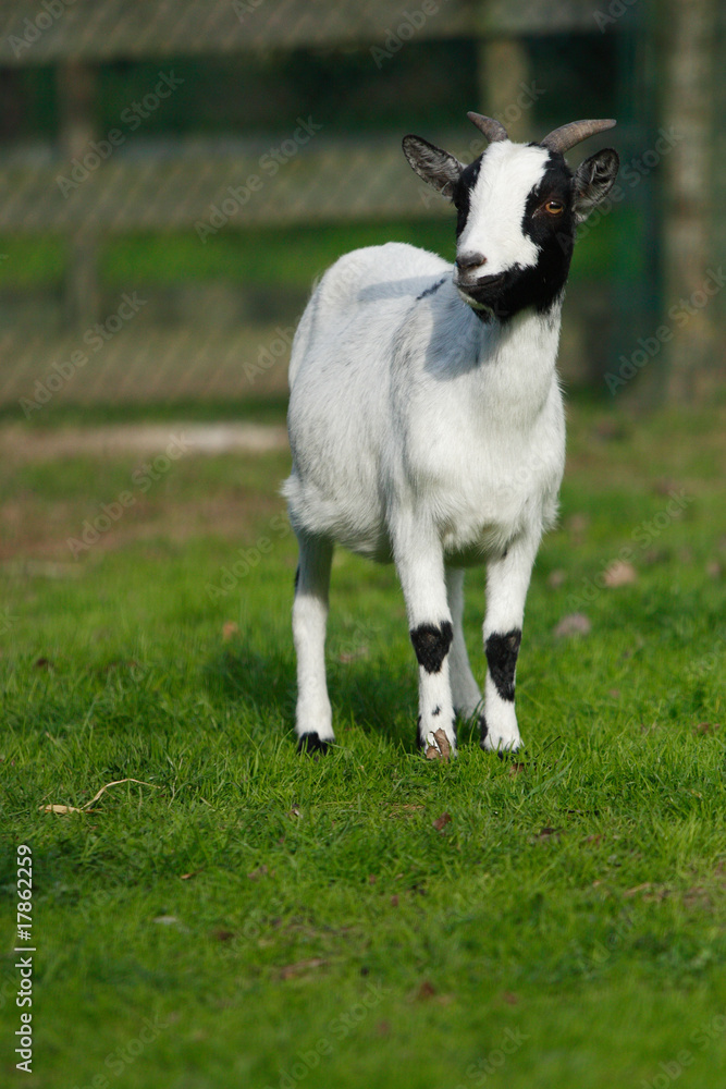 Obraz premium white and black goat