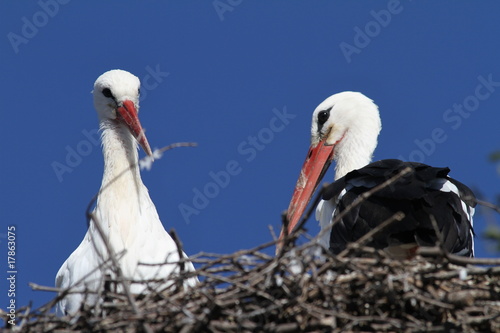 Ciconia ciconia - White Stork (14) photo