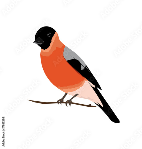 bullfinch
