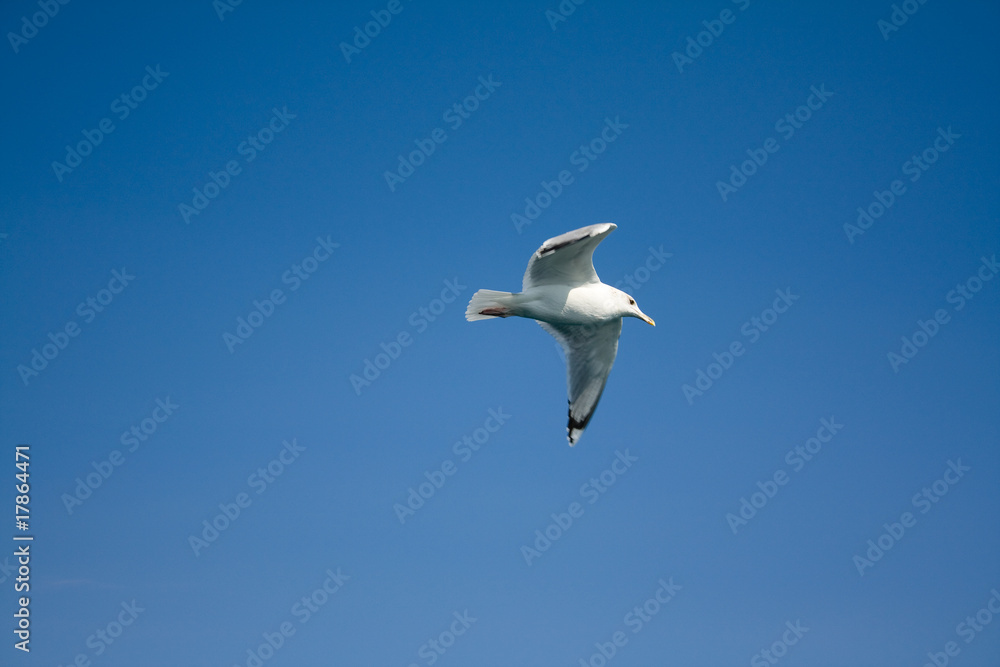 Soaring seagull