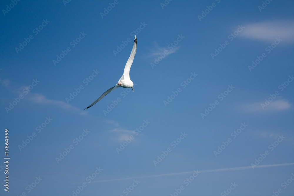 Obraz premium Soaring seagull