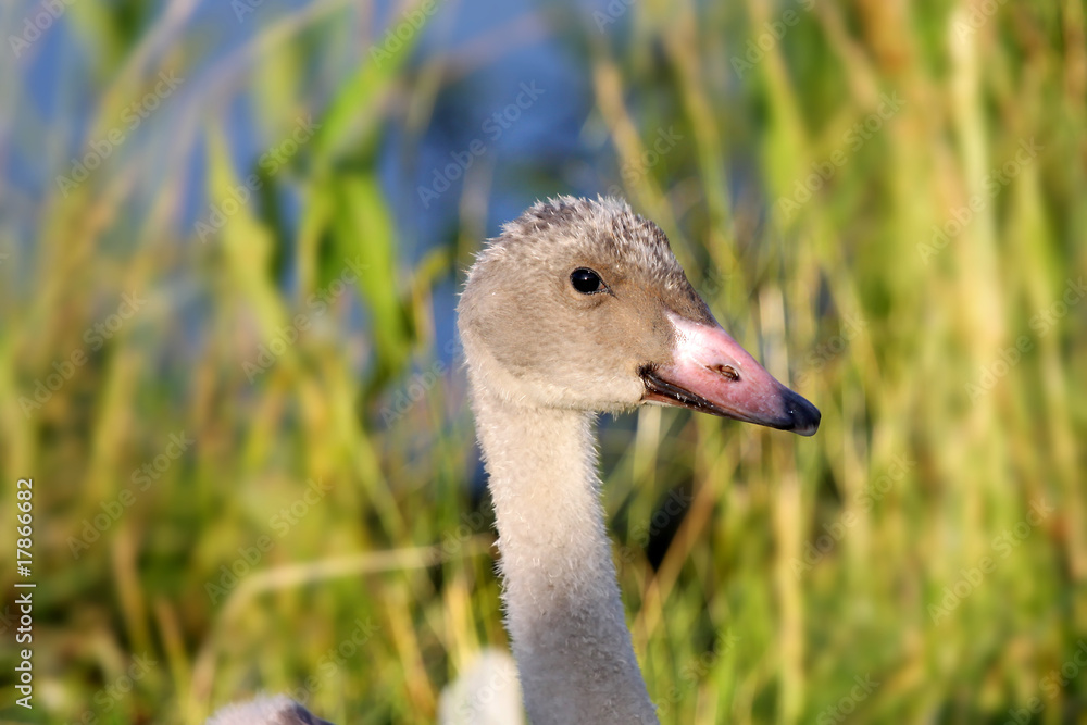 Fototapeta premium Duck