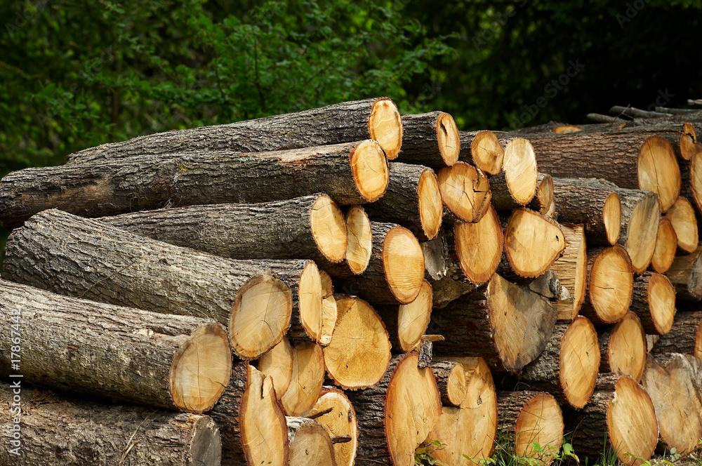 Stack of oak log Stack of oak log