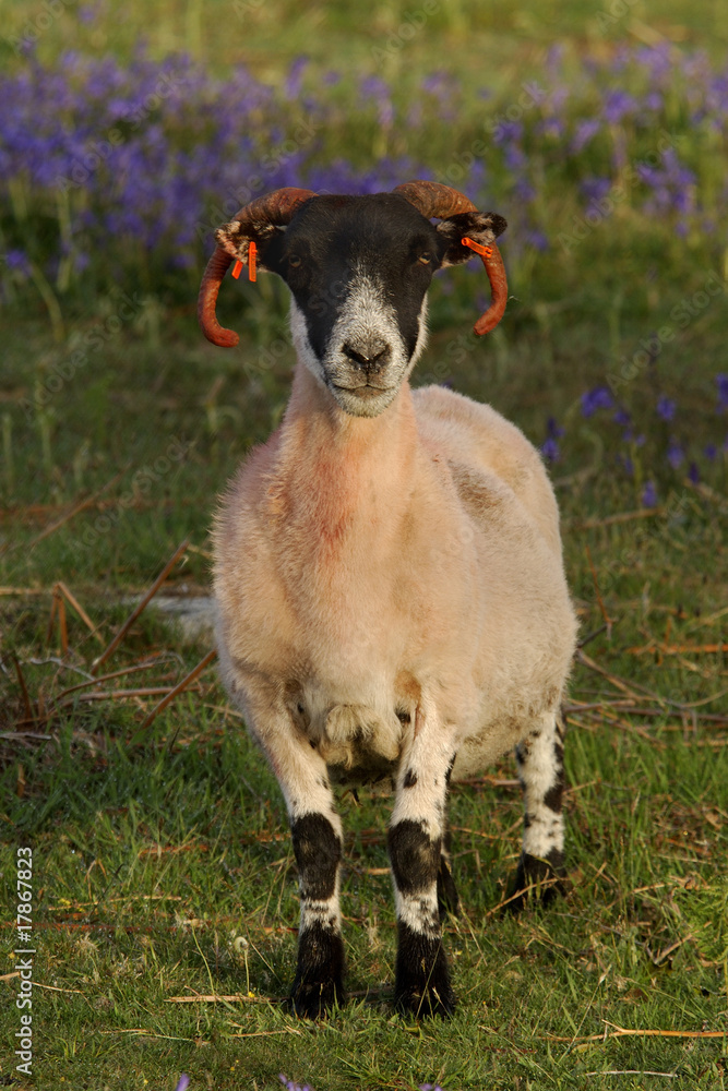 Obraz premium Ram in a field with Bluebells