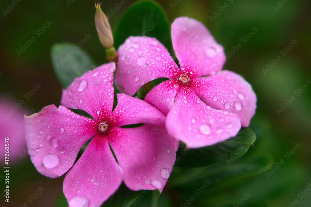 tropical flower catharanthus tropical flower catharanthus