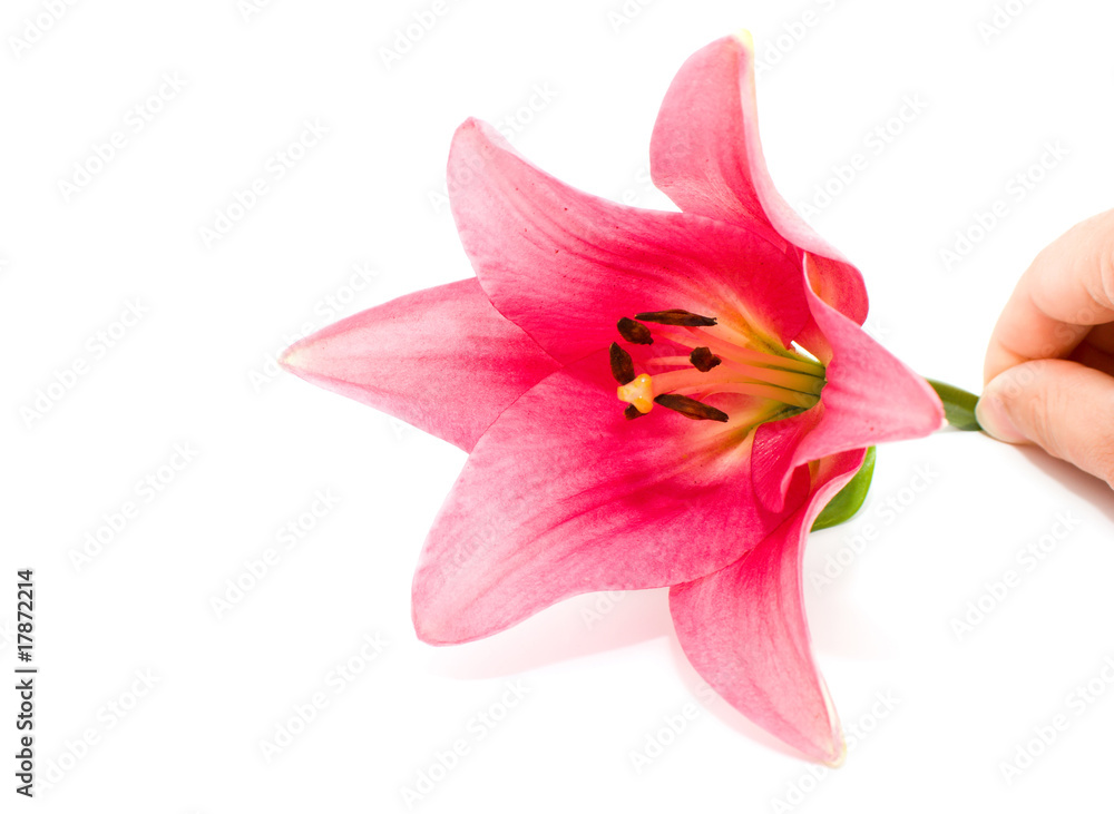 red lily isolated on white