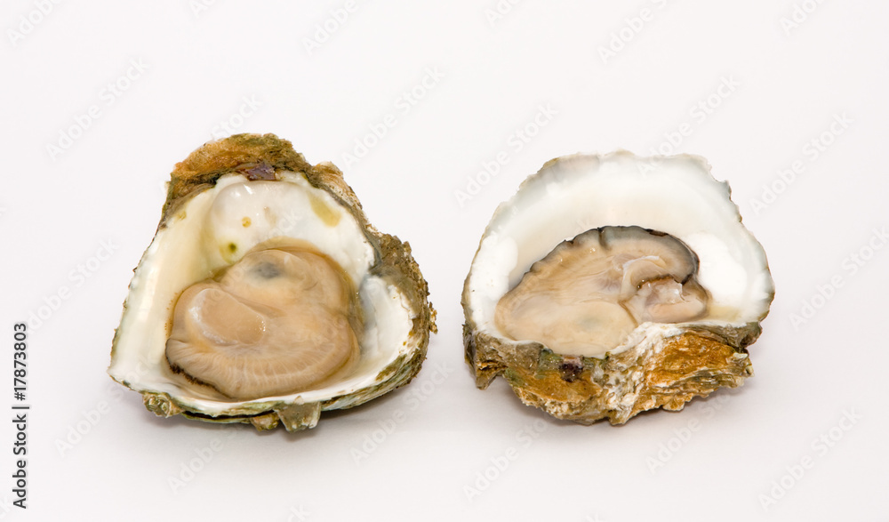 Oyster on a white background Oyster on a white background