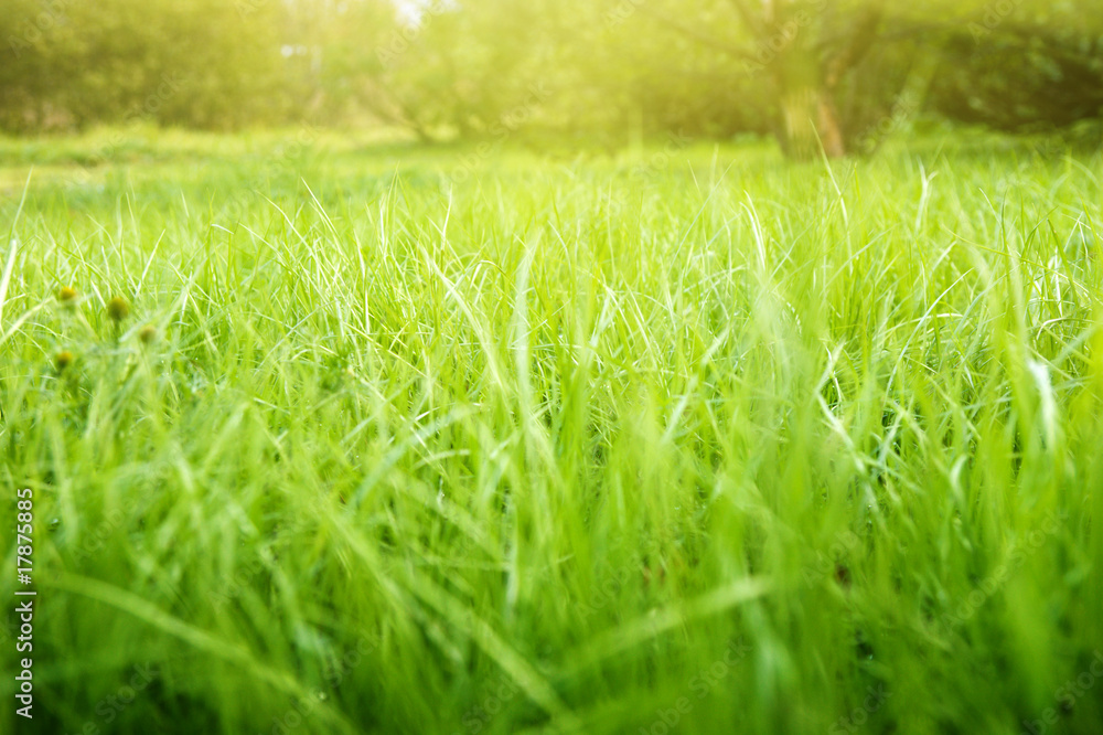 Fototapeta premium spring grass and sunlight