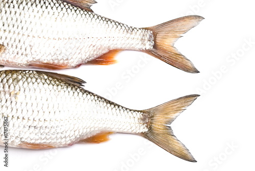 Fishes tails. Carps