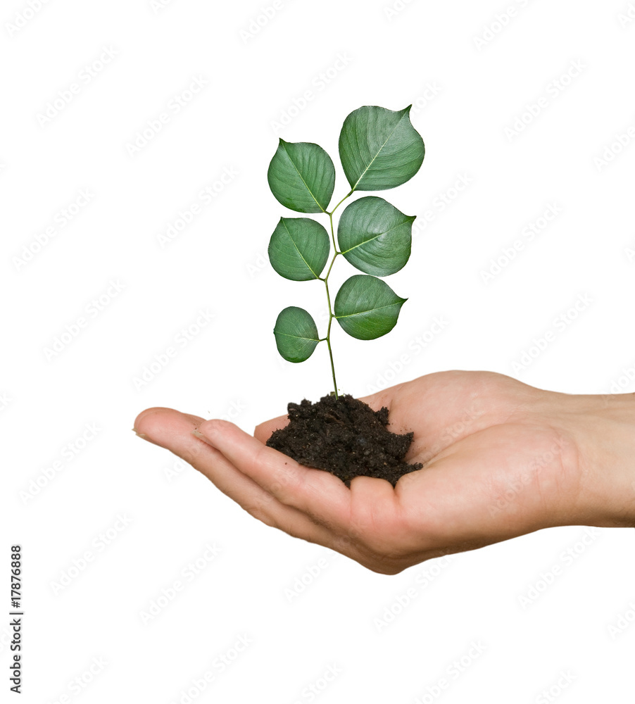 A sprout in palm as a symbol of nature protection A sprout in palm as a symbol of nature protection