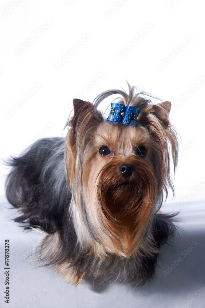 yorkshire terrier