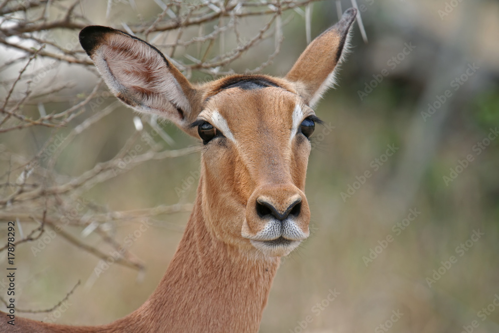 Impala, Schwarzfersenantilope, Südafrika Impala, Schwarzfersenantilope, Südafrika