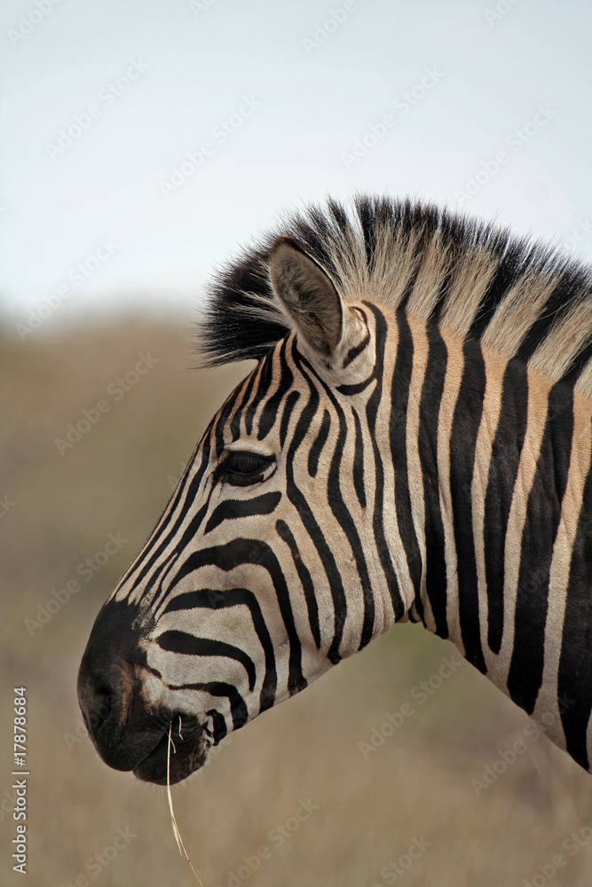 Zebra, Südafrika Zebra, Südafrika
