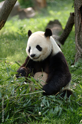 Giant pandas in a field