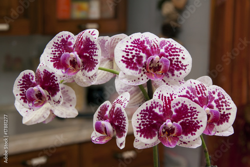 orchidee