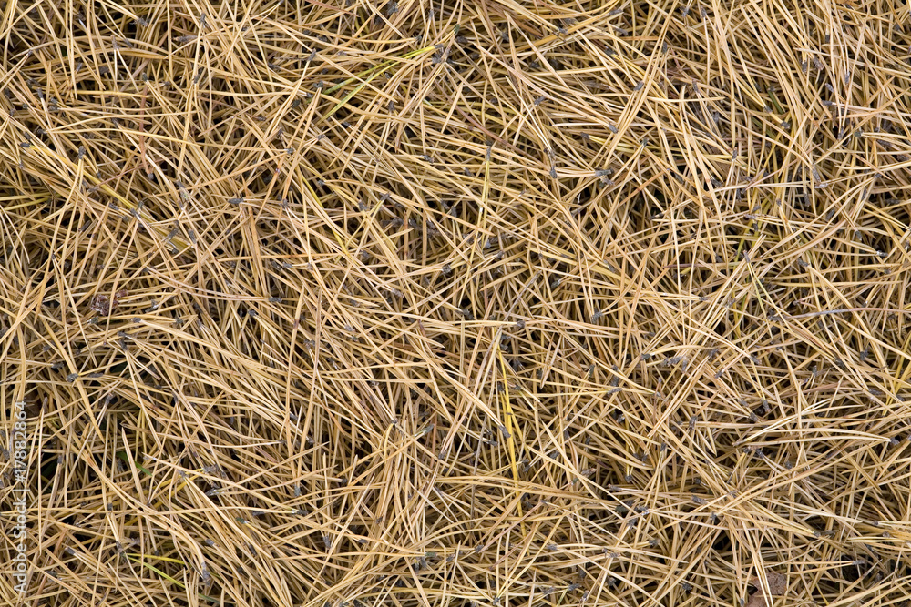 pine tree needles pine tree needles