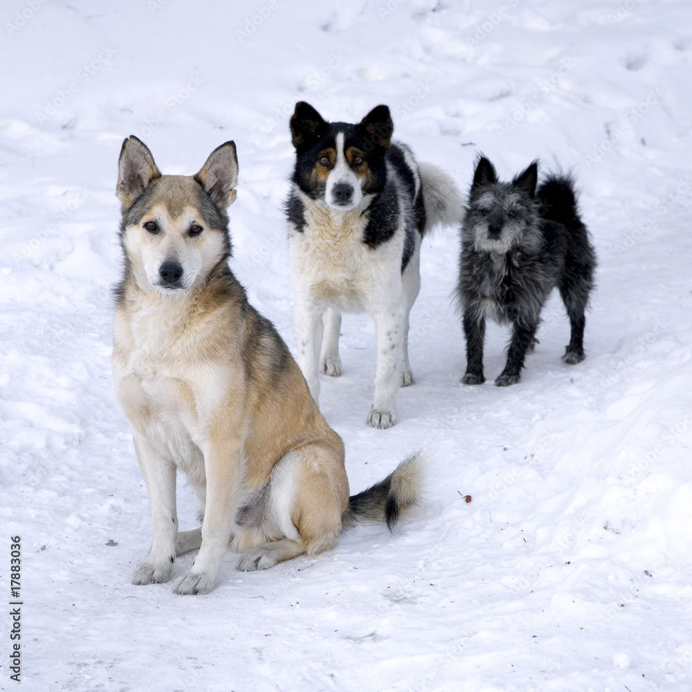 Three dogs