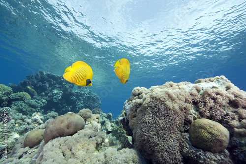 coral and masked butterflyfish