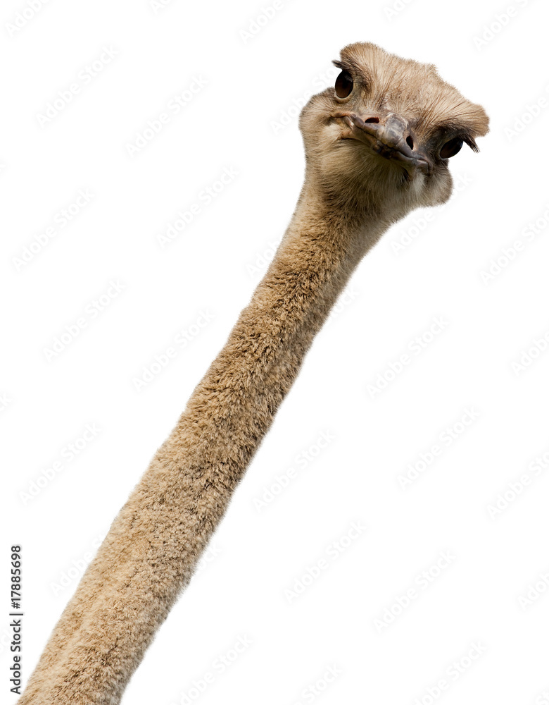 Naklejka premium Ostrich, Struthio camelus