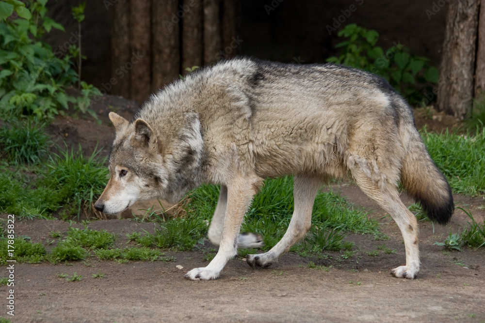 Grey Wolf, Canis lupus