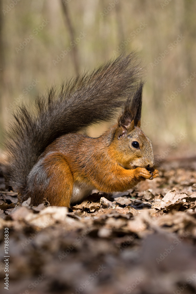 Sciurus vulgaris, Red squirrel Eurasian Sciurus vulgaris, Red squirrel Eurasian